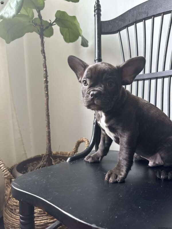 french bulldog for sale