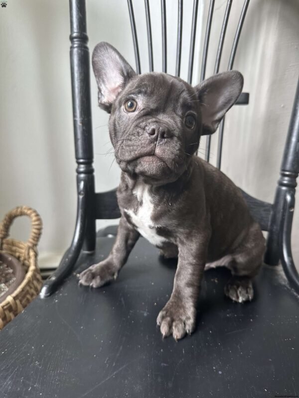 french bulldog for sale