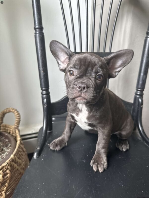 french bulldog for sale