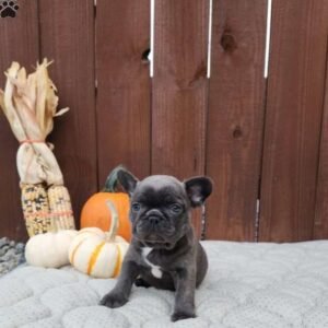 french bulldog for sale