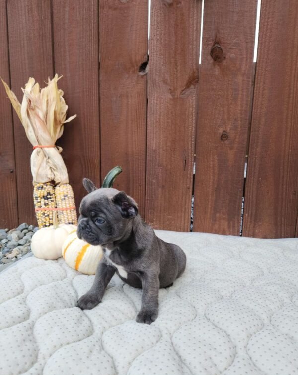 french bulldog for sale