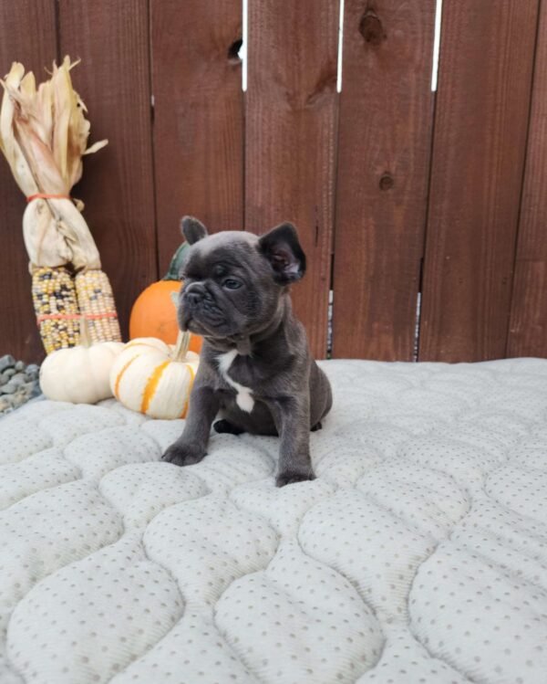 french bulldog for sale