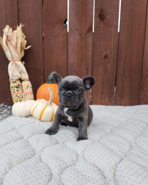 french bulldog for sale