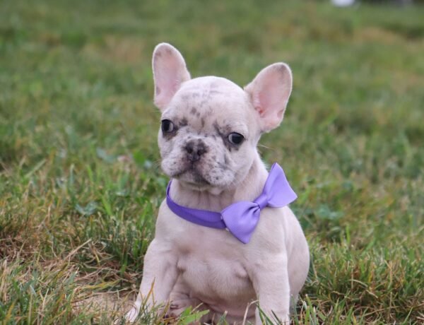 french bulldog for sale
