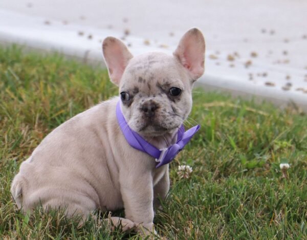 French Bulldog Puppy (Laura) - Image 4