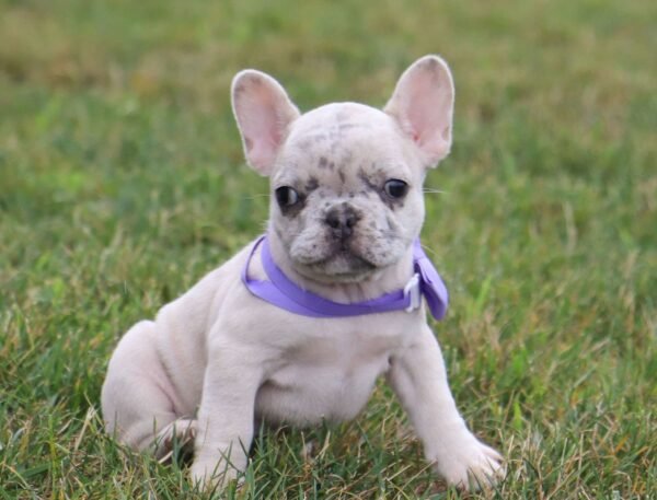 french bulldog for sale
