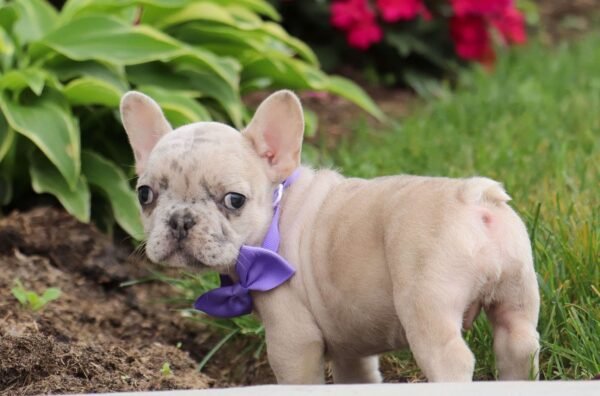 french bulldog for sale