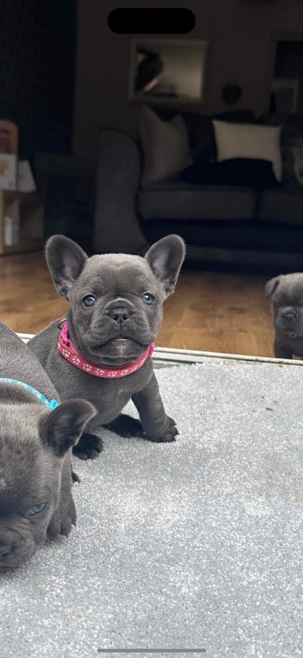 french bulldog for sale
