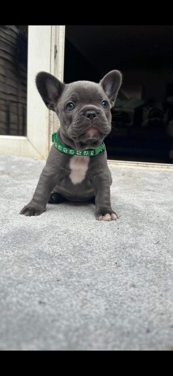 french bulldog for sale