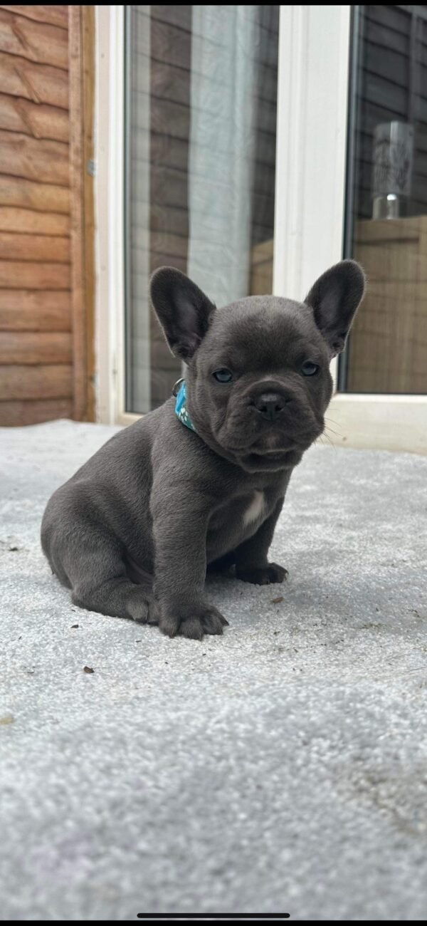 french bulldog for sale