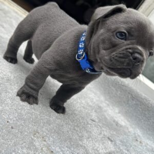 french bulldog for sale