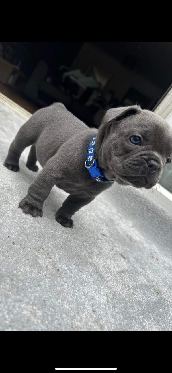 french bulldog for sale