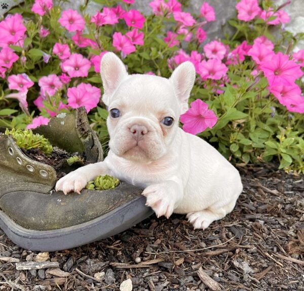 french bulldog for sale