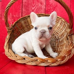 french bulldog for sale