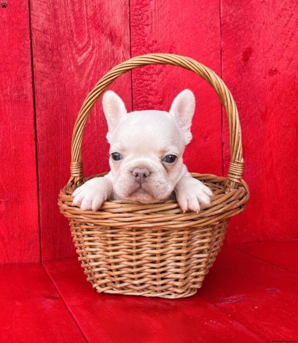 french bulldog for sale