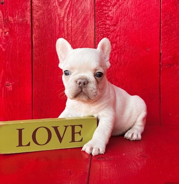 french bulldog for sale