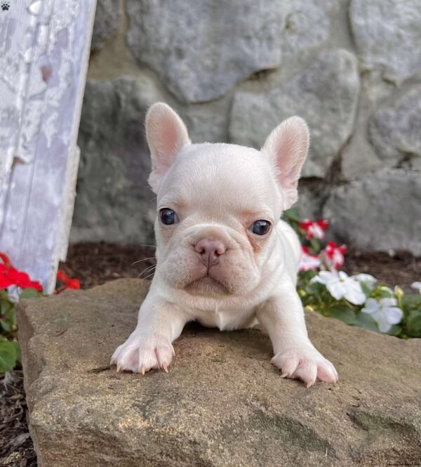 french bulldog for sale