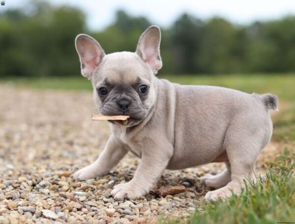 french bulldog for sale