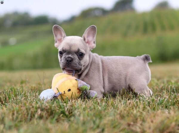french bulldog for sale