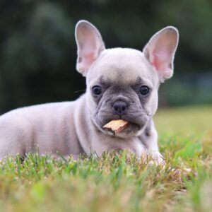 french bulldog for sale