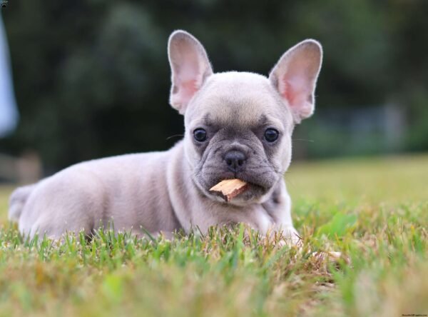 french bulldog for sale