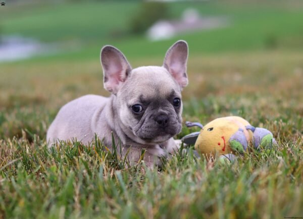 french bulldog for sale