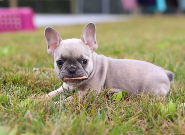 french bulldog for sale