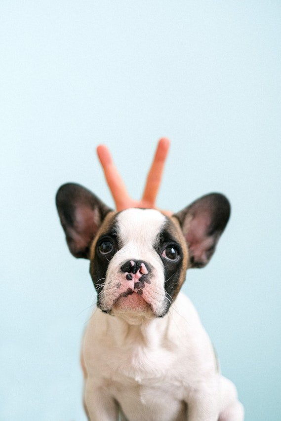 French bulldog puppies