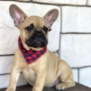 french bulldog for sale