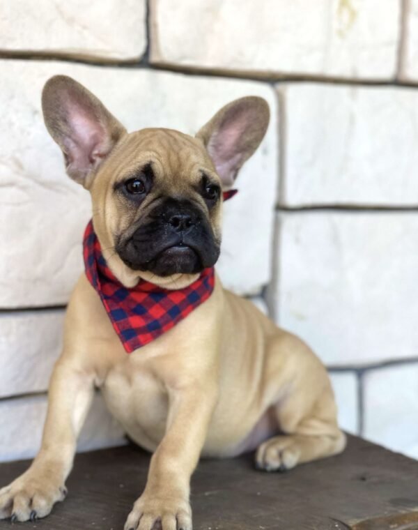french bulldog for sale