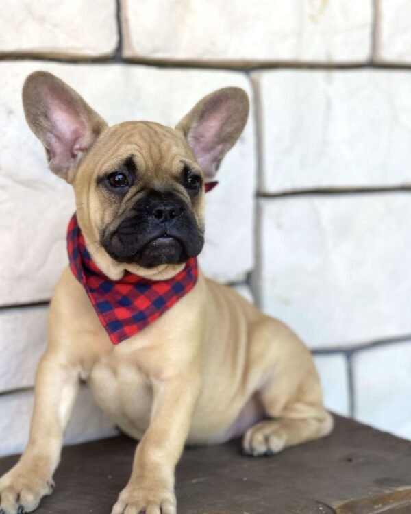 french bulldog for sale