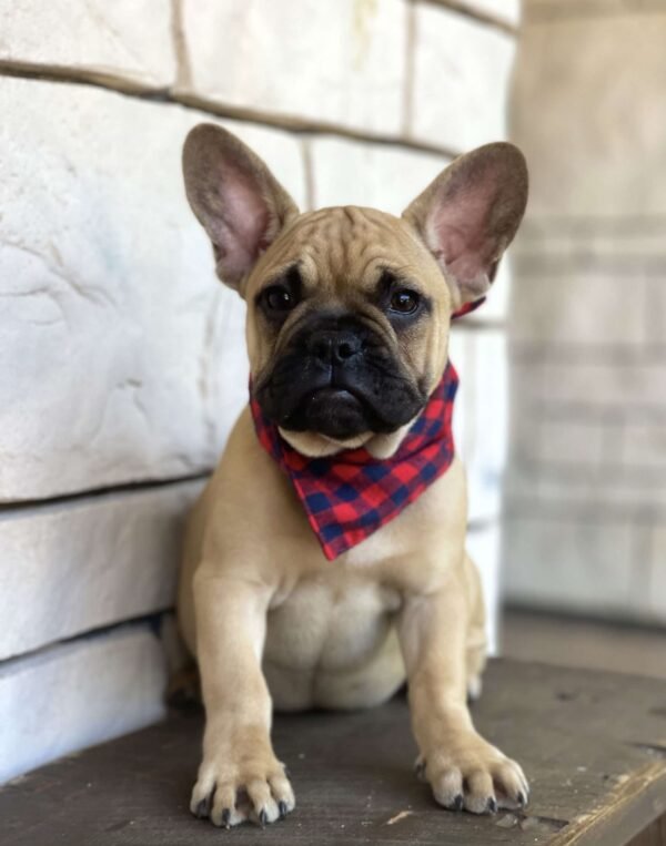 french bulldog for sale