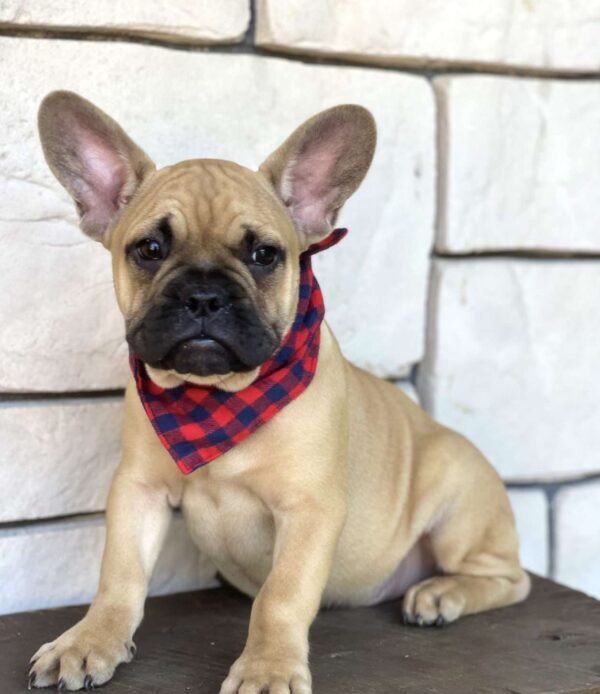 french bulldog for sale