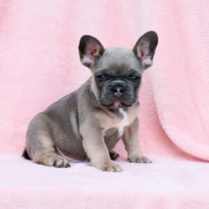 french bulldog for sale