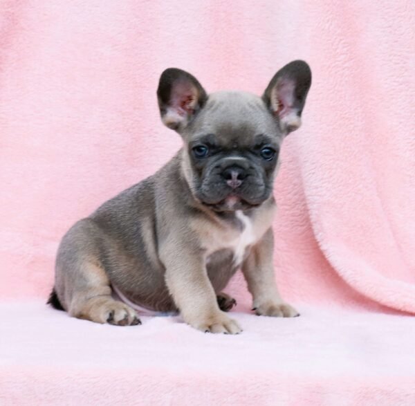 french bulldog for sale