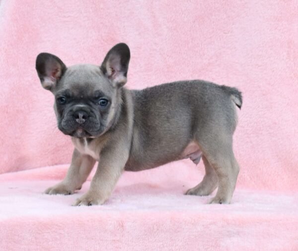 french bulldog for sale
