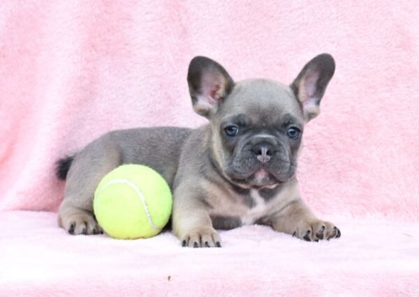 french bulldog for sale