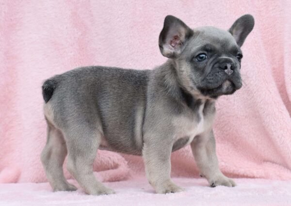 french bulldog for sale